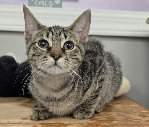 picture of the cat needing adoption