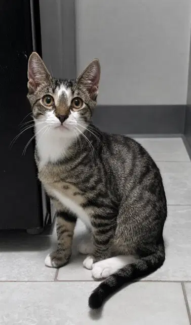 Moe - Domestic Short Hair