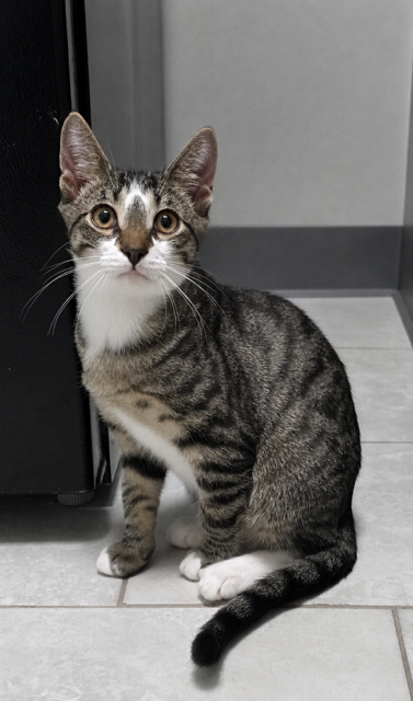 Moe, a cat for adoption from Keller's Kats Rescue, Inc.