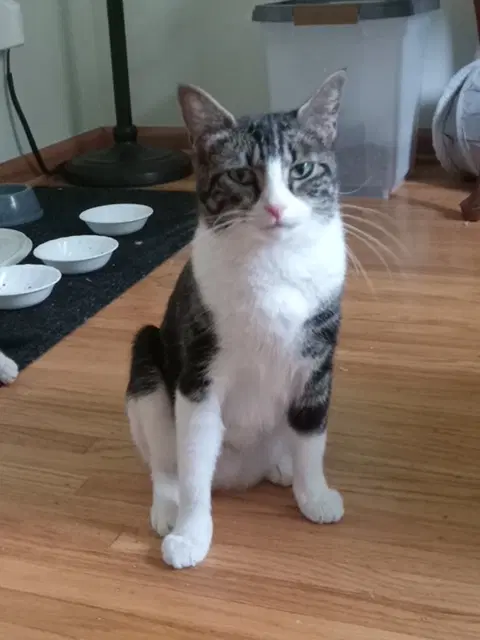 Muffaletta - Domestic Short Hair