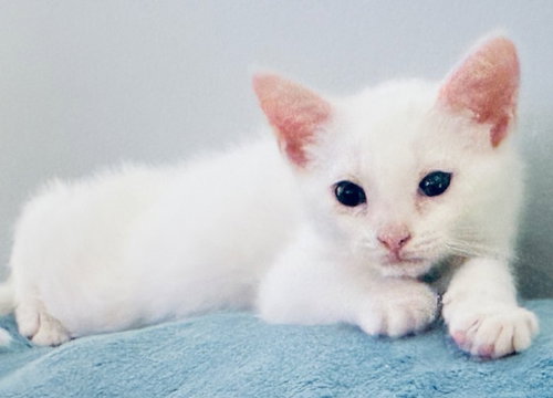 Noel, a cat for adoption from Keller's Kats Rescue, Inc.