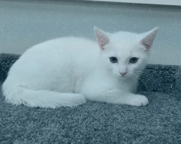 Snow - Domestic Short Hair