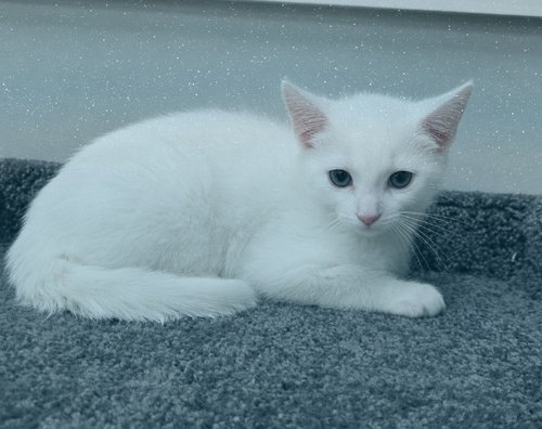 Snow, a cat for adoption from Keller's Kats Rescue, Inc.