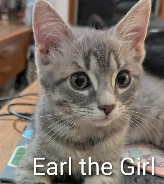Earl The Girl - Domestic Short Hair