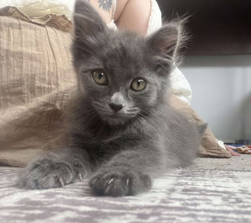 picture of the cat needing adoption