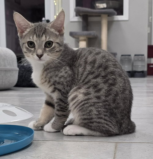 Gardenia, a cat for adoption from Keller's Kats Rescue, Inc.