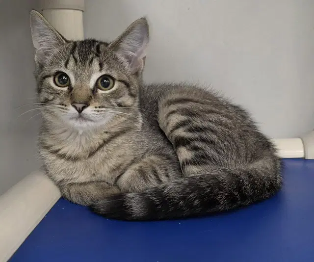 Elachi - Domestic Short Hair