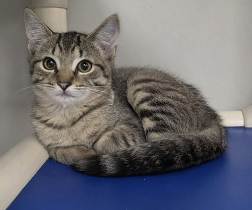 Elaichi, a cat for adoption from Keller's Kats Rescue, Inc.