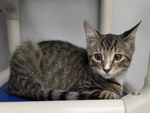 Adrak - Domestic Short Hair