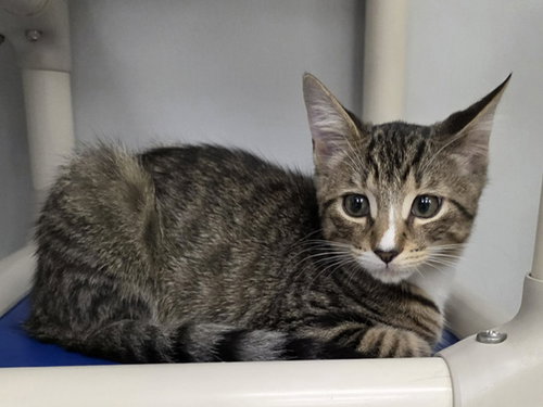 Adrak, a cat for adoption from Keller's Kats Rescue, Inc.