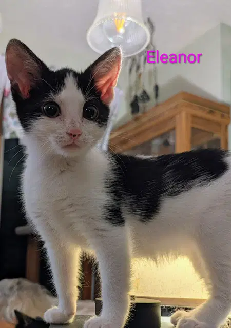 Eleanor - Domestic Short Hair