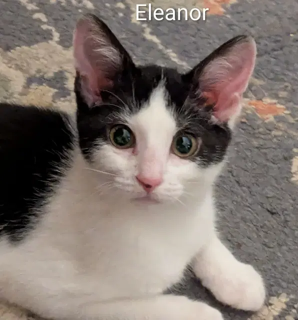 Eleanor image 2