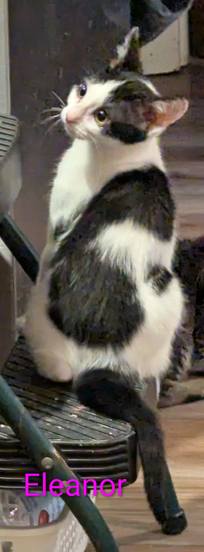 Eleanor image 3