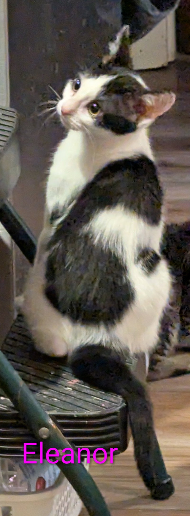 Eleanor, photo 3