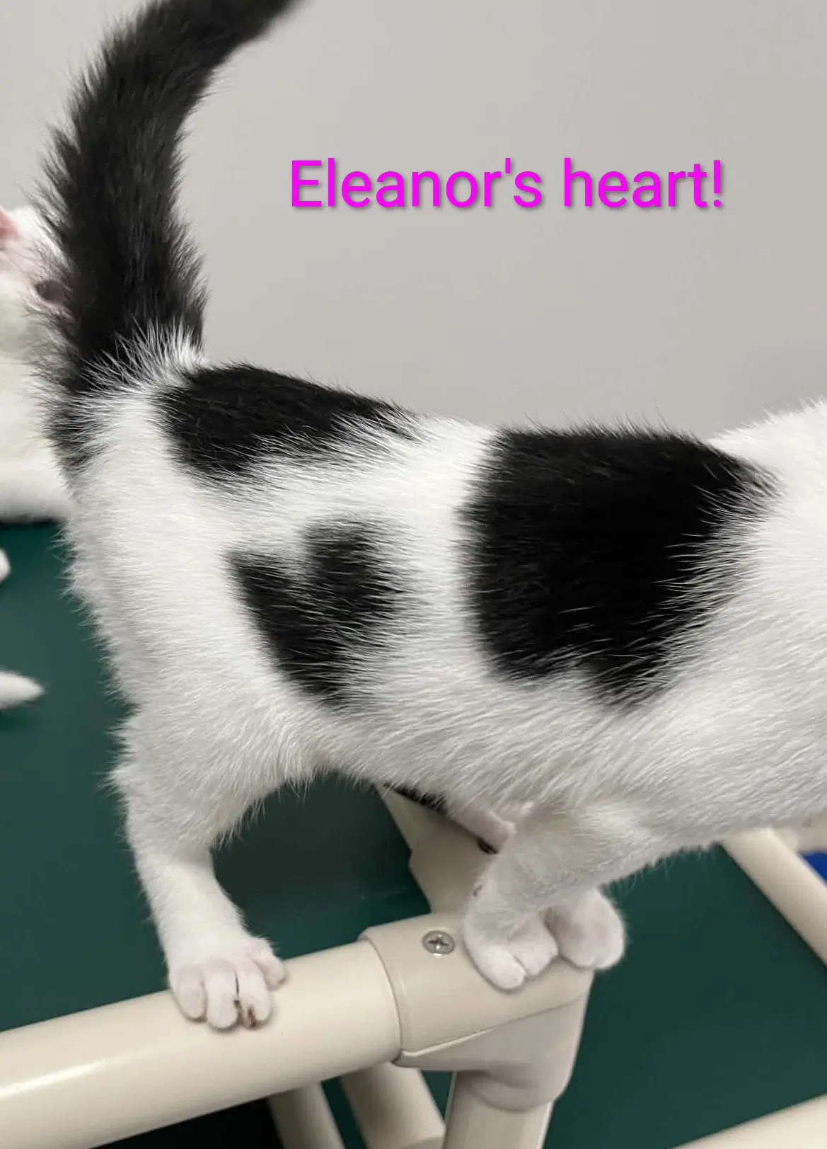 Eleanor image 4