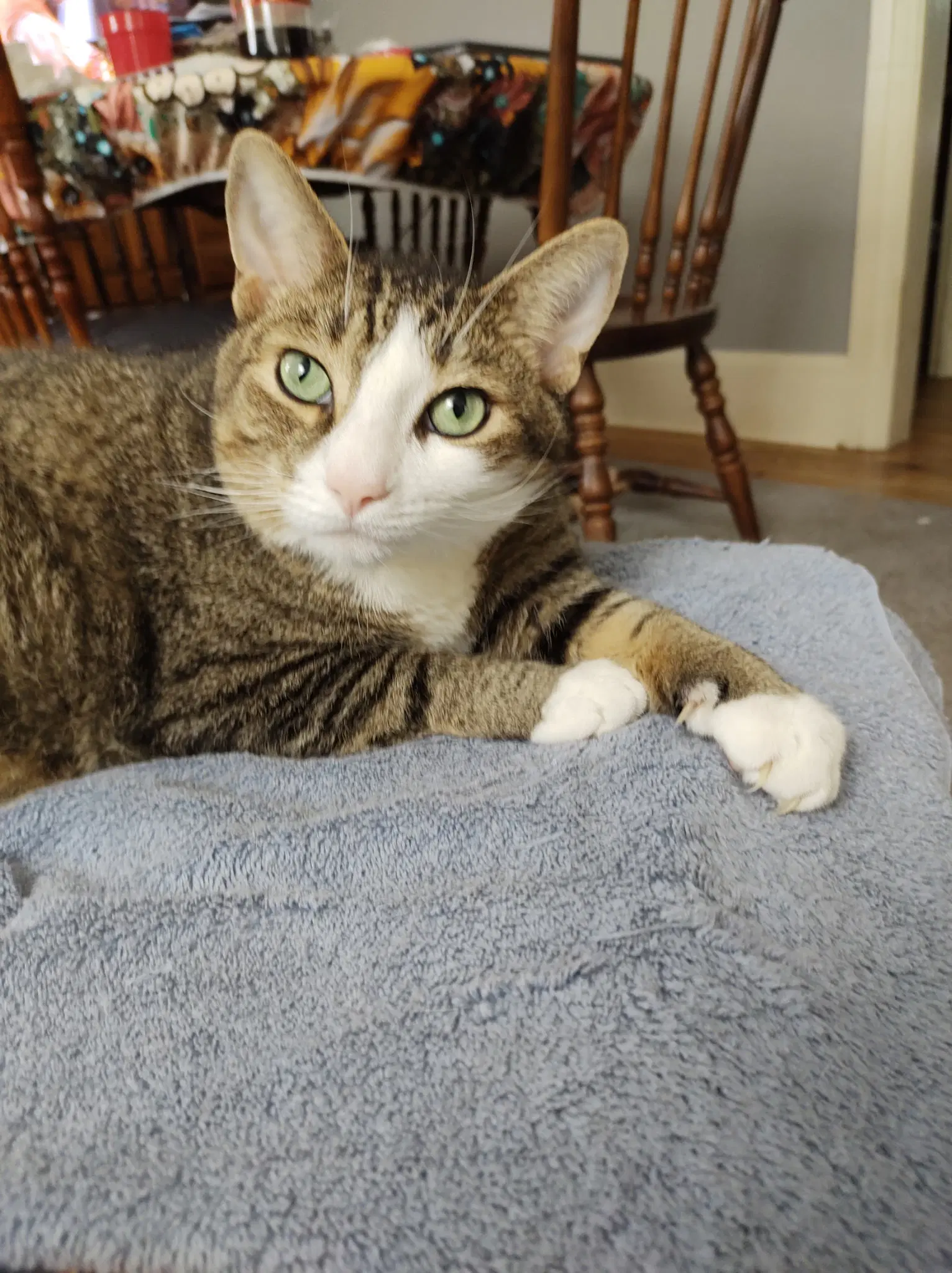 Watson And Murphycourtesy Post - Domestic Short Hair