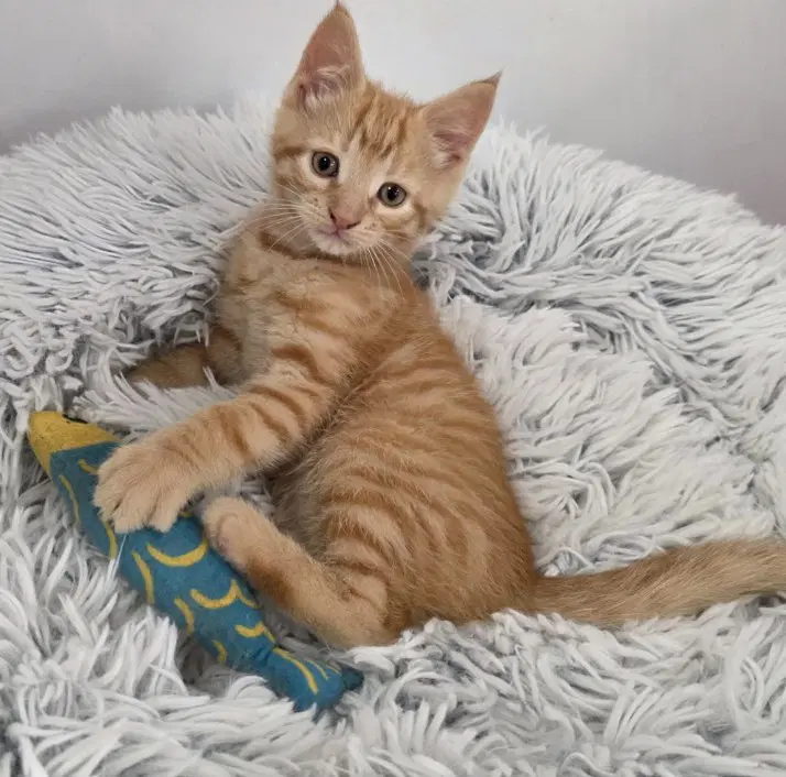 Finn - Domestic Short Hair