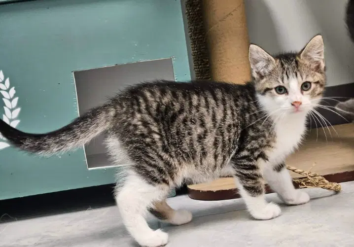 Angel - Domestic Short Hair