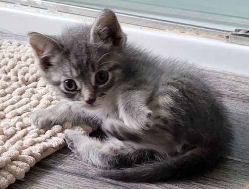 picture of the cat needing adoption