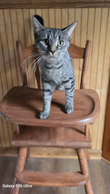 Dusty Rose - Domestic Short Hair