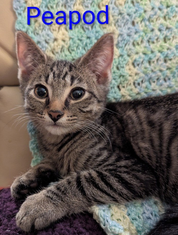Peapod, Domestic Short Hair
