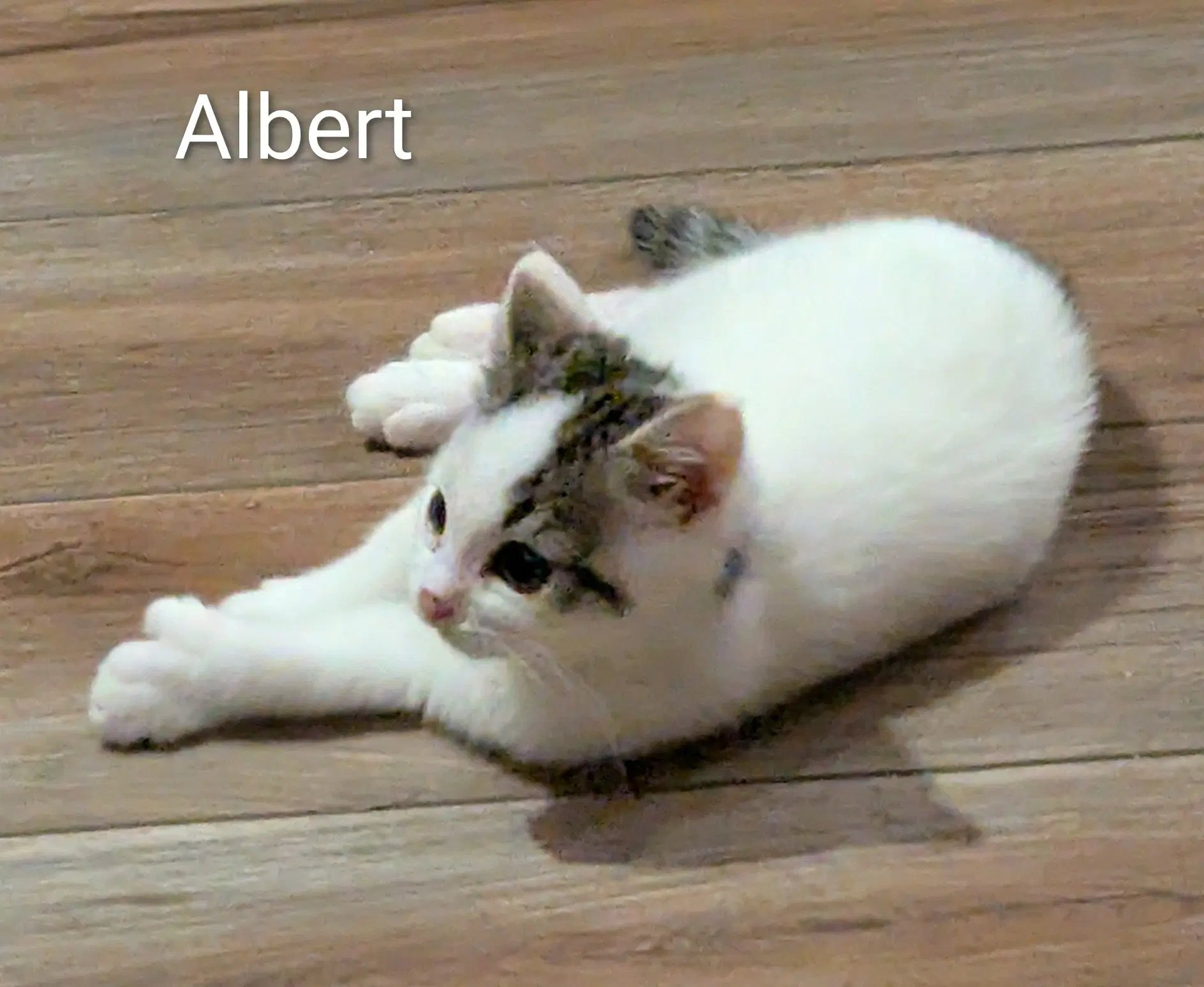 Albert - Domestic Short Hair