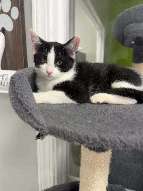 Noodle - Domestic Short Hair