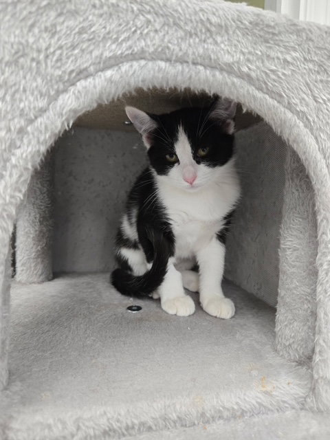 Noodle, photo 2