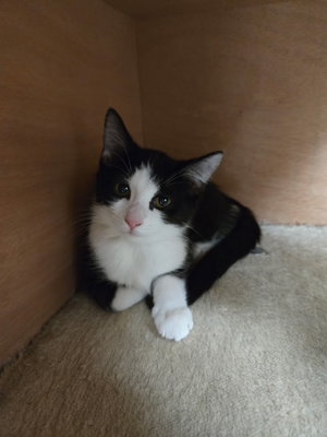 Doodle, a young female cat up for adoption