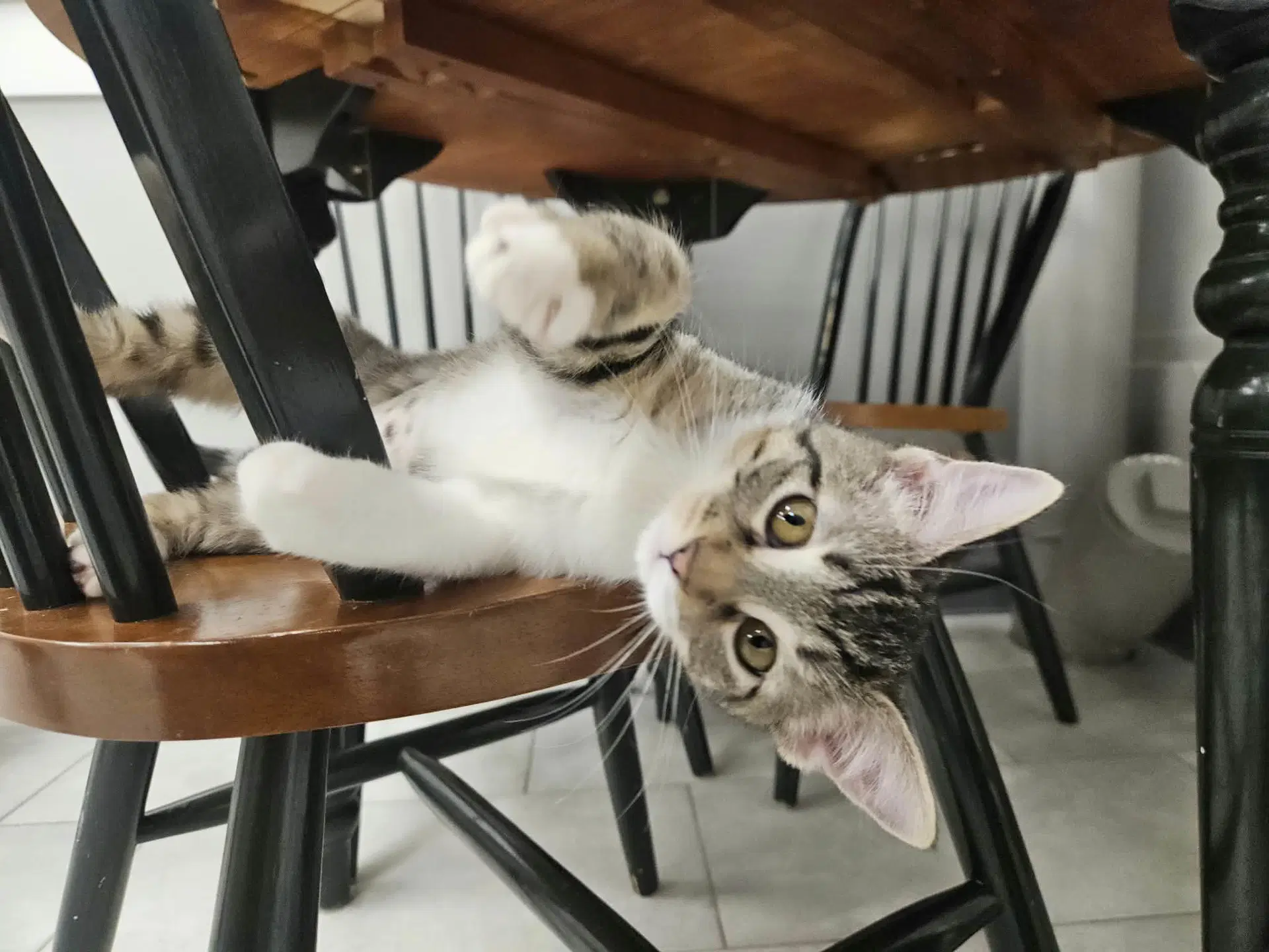 Poptart - Domestic Short Hair