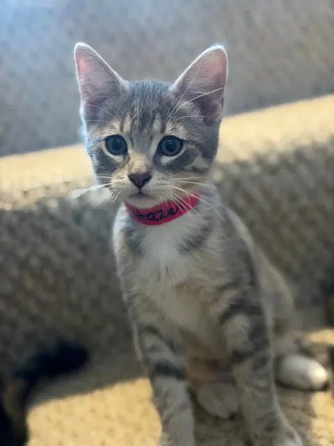 Hazel - Domestic Short Hair