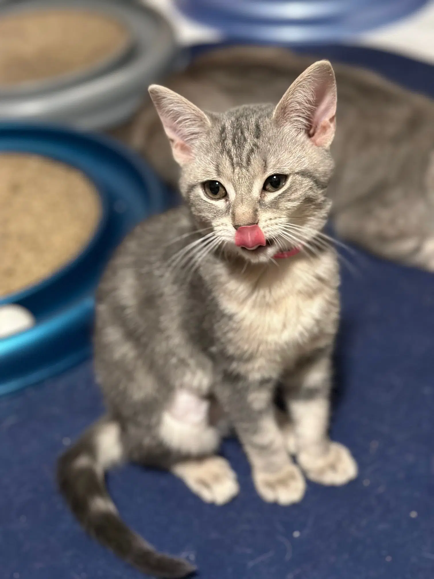 Clover - Domestic Short Hair