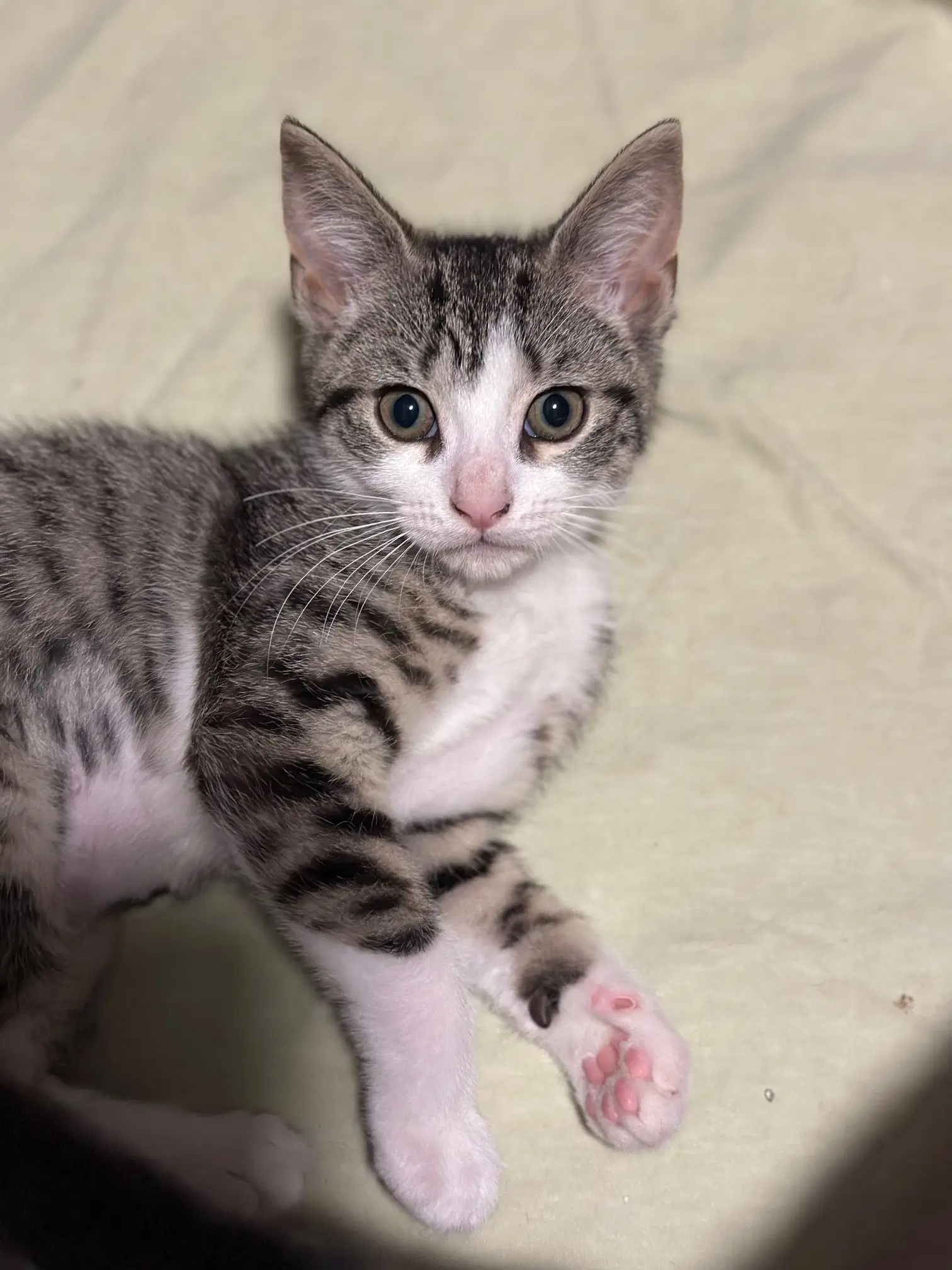 Willow - Domestic Short Hair