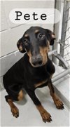 adoptable Dog in augusta, GA named PETE