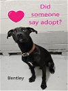 adoptable Dog in augusta, GA named BENTLEY