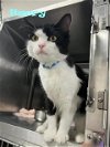 adoptable Cat in augusta, GA named HARRY