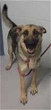adoptable Dog in augusta, GA named CAMI