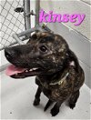 adoptable Dog in augusta, GA named KINSEY