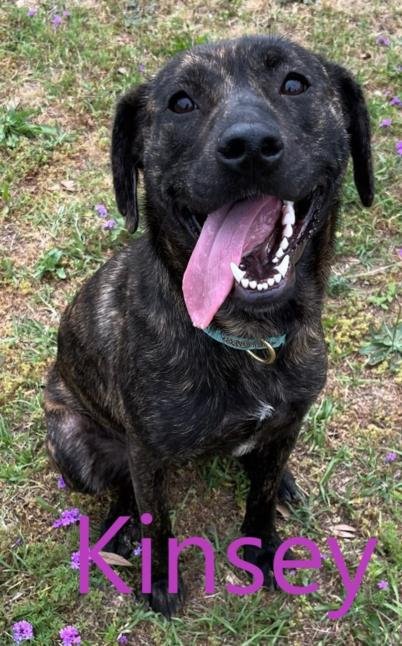 adoptable Dog in Augusta, GA named KINSEY