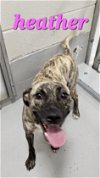 adoptable Dog in augusta, GA named HEATHER