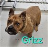 adoptable Dog in augusta, GA named GRIZZ