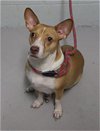 adoptable Dog in augusta, GA named GIGI