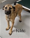 adoptable Dog in augusta, GA named NIKKI
