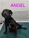 adoptable Dog in augusta, GA named ANGEL