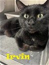 adoptable Cat in augusta, GA named IRVIN