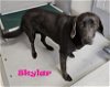 adoptable Dog in augusta, GA named SKYLAR