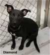 adoptable Dog in augusta, GA named DIAMOND