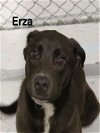 adoptable Dog in augusta, GA named ERZA