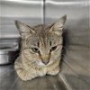 adoptable Cat in augusta, GA named SAMANTHA