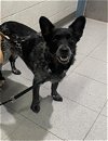 adoptable Dog in augusta, GA named CUPID